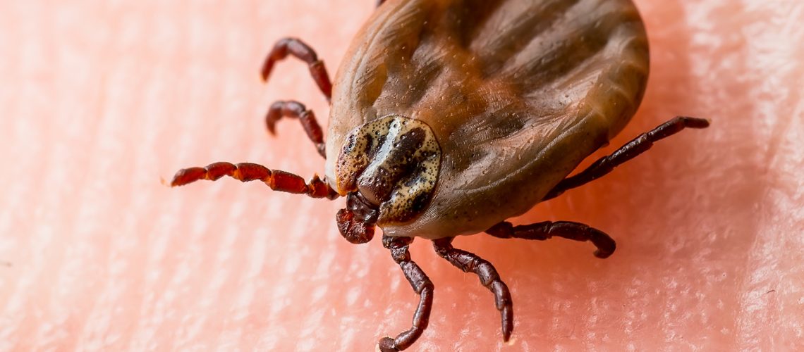 Attenti alla zecca. Consigli pratici per prevenire e contrastare la Borrelliosi di Lyme