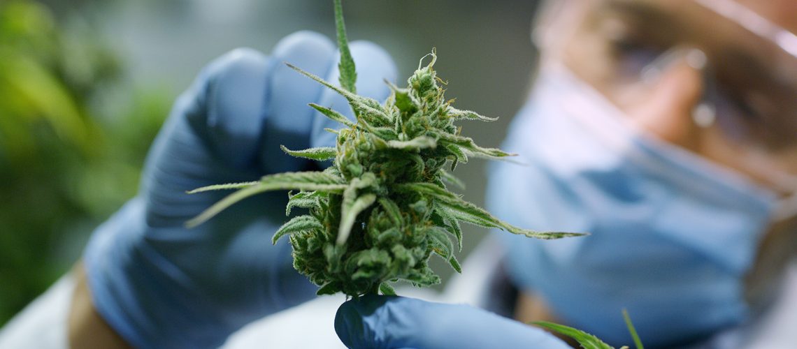Luso-della-pianta-di-cannabis-per-fini-medicali