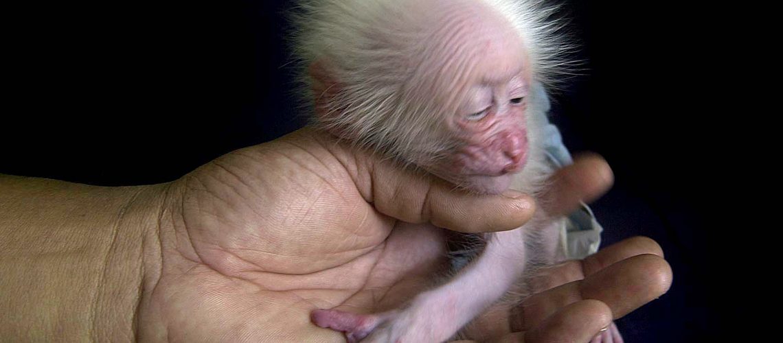 A zoo official holds a seven-day old Stump-Tailed macaque at the state zoological park in Gauhati, India, Saturday, July 9, 2005.  The macaque  lost his mother two days ago. Stump-Tailed is one of the rare species macaque in the world.  (AP Photo/ Anupam Nath)