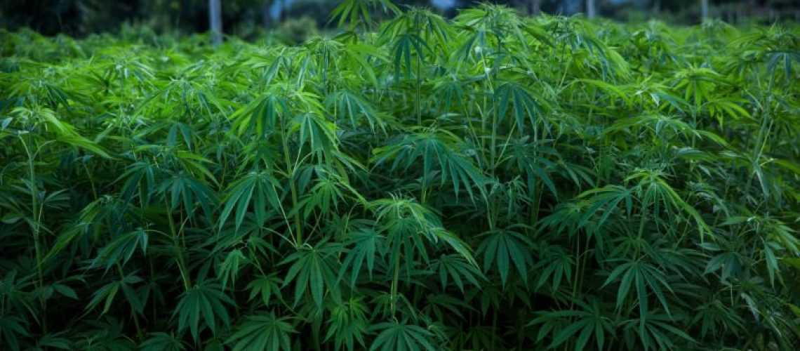 cannabis-i-principi-attivi-possono-essere-prodotti-dai-lieviti-della-birra