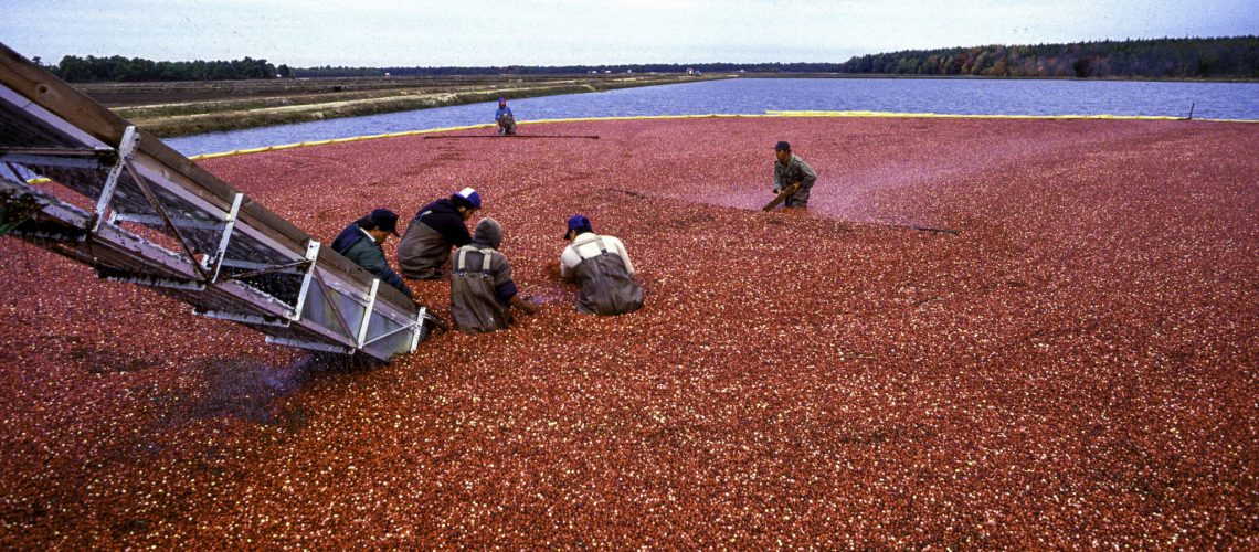 cranberry-harvest-in-new-jersey
