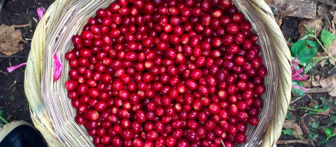 cranberry