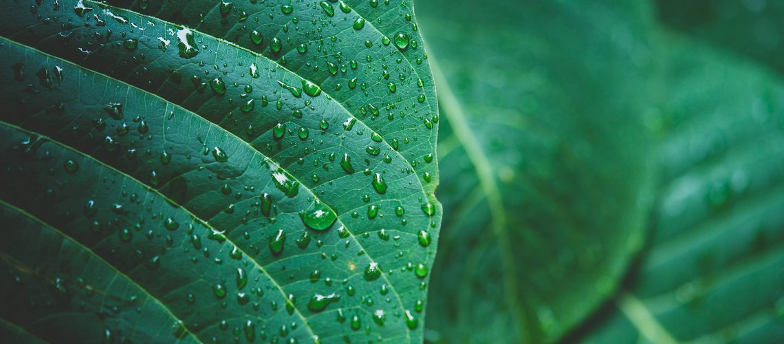 rain-water-green-leaf-macro