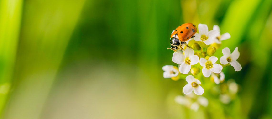 selective-focus-shot-ladybird-beetle-flower-field-captured-sunny-day