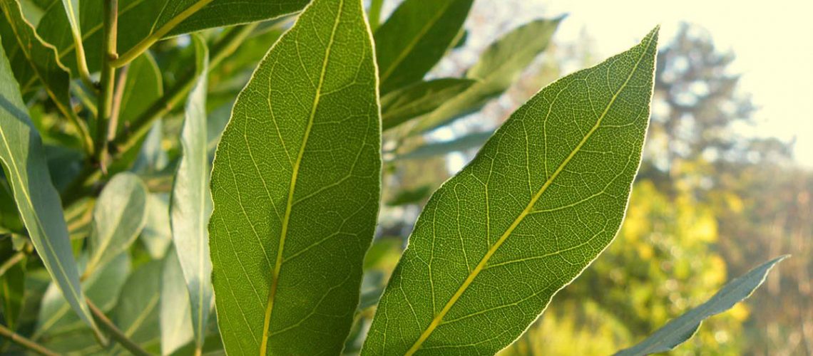 web-alloro-foglie-laurus-nobilis